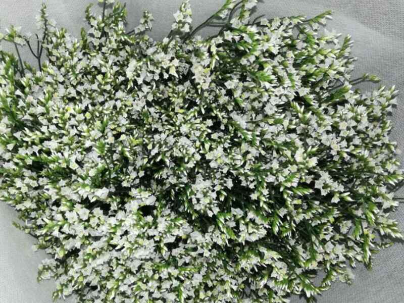 情人草什么时候种植最适合
