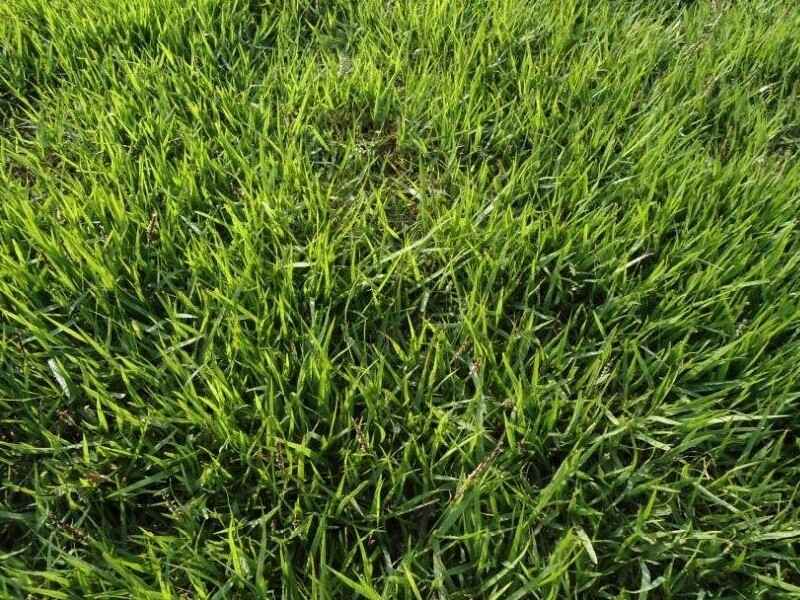 日本结缕草种子什么时候种植最适合适合南方种植吗
