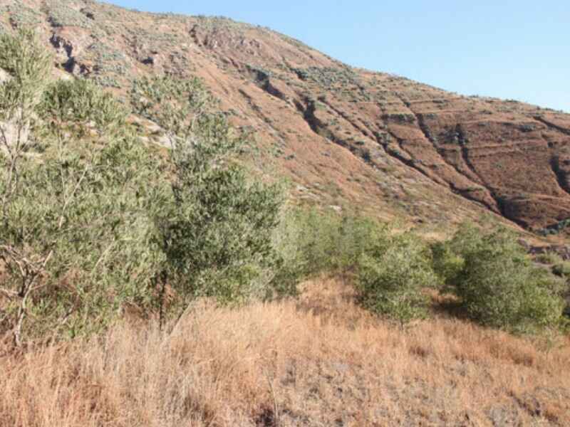 什么植物更适合种植在湖北荒山上用于绿化