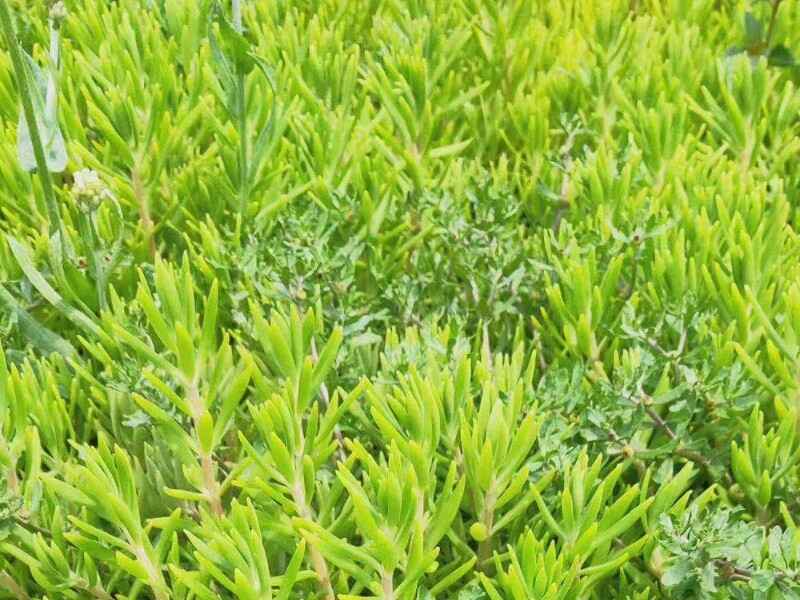 四川省屋顶上种什么植物好，种子发芽率怎么样