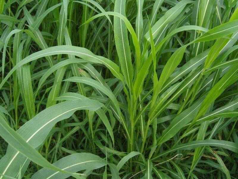 苏丹草种子种植在东北种植效果好吗6月份可以种植吗