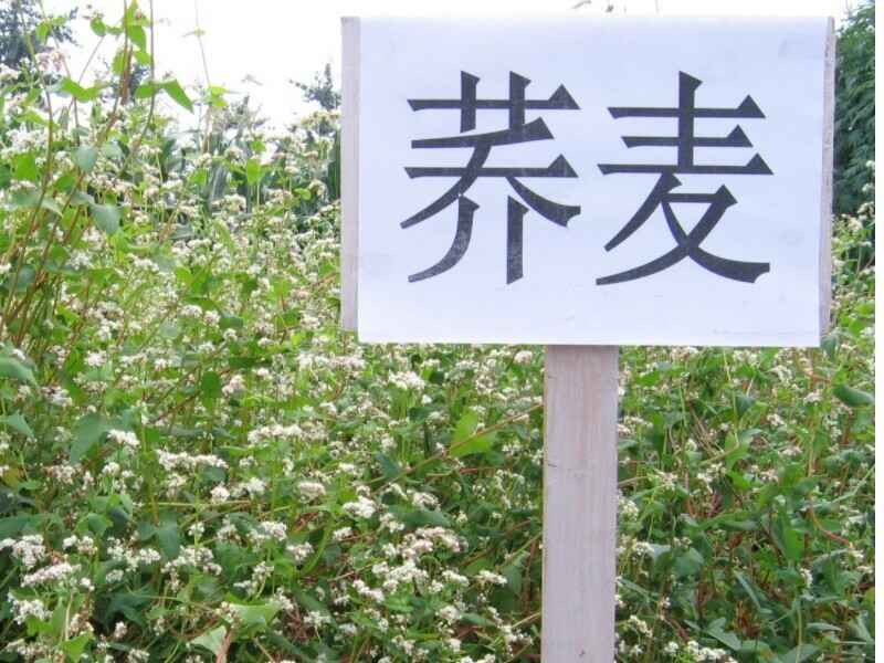 甜荞麦种子冬天可以种植吗是多年生牧草吗