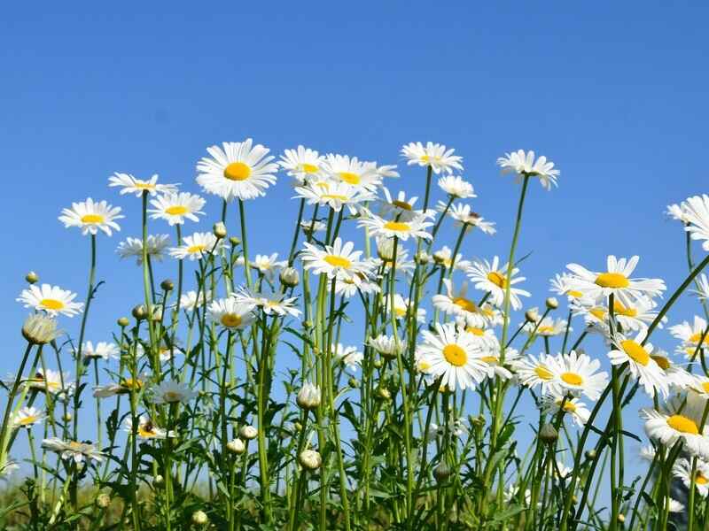 大滨菊可以进行移栽吗？，移栽的时候需要选择在什么季节？