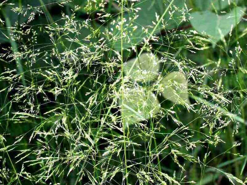 弯叶画眉草种子的种植方法适合什么样的环境