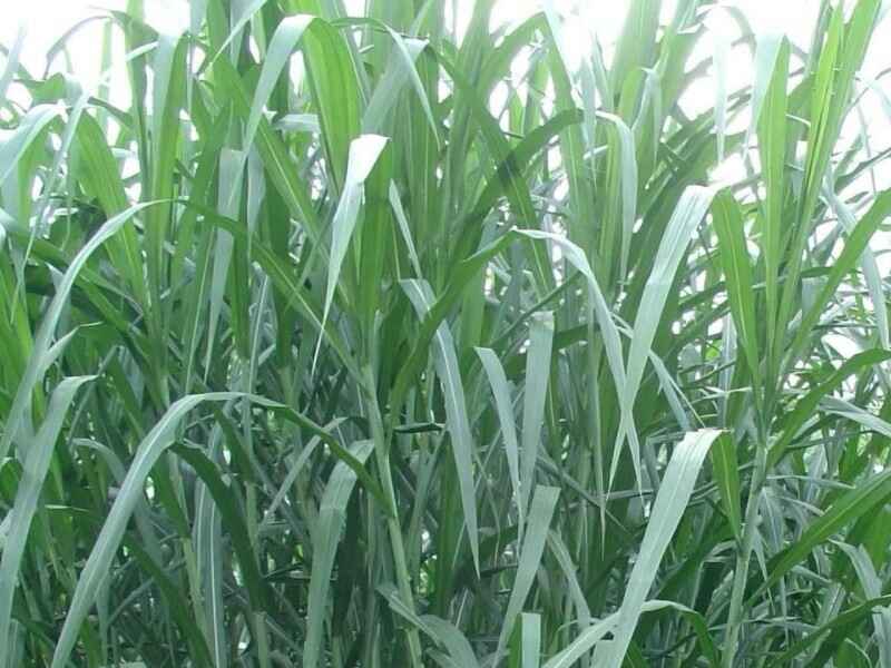 象草种子种植在东北种植效果好吗6月份可以种植吗
