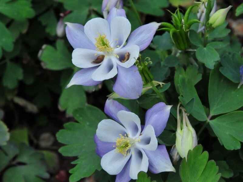 小花耧斗菜是宿根花卉吗