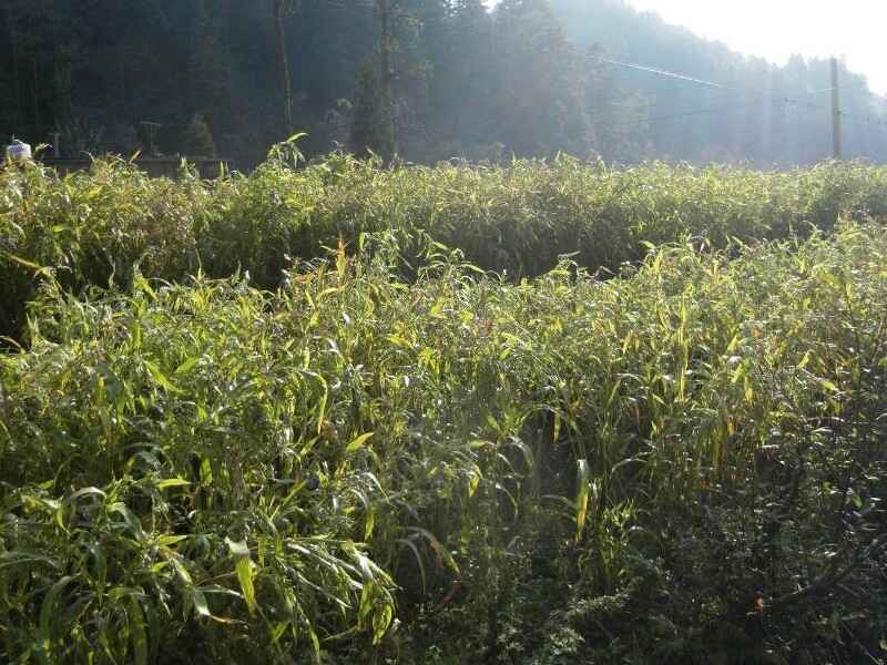 小米仁种子可以在水田种植吗水田种植多久收割