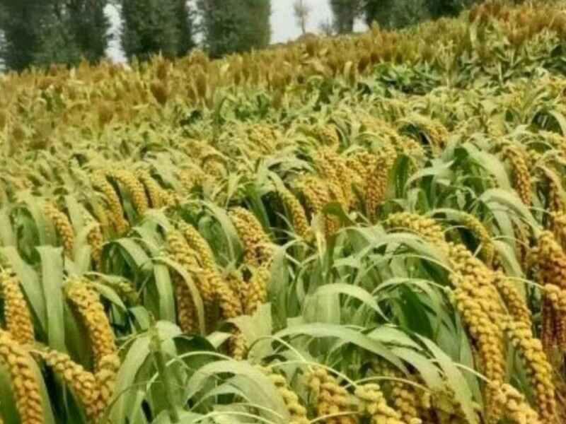 小米适合北方种植吗，种植后怎么管理