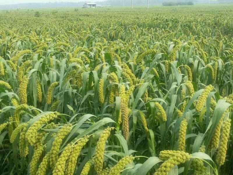 小米种子适合东北地区种植吗东北能越冬吗