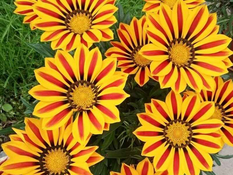勋章菊种子冬季可以开花吗花朵颜色和花期是什么时候