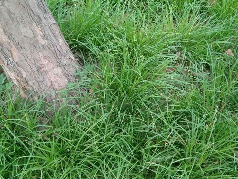 野牛草种子的种植方法适合什么样的环境