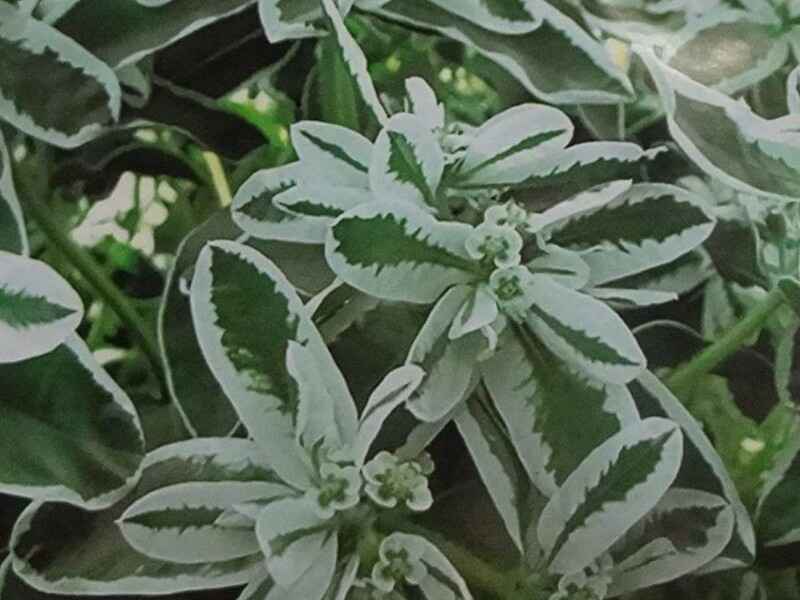 银边翠种子种植后如何预防病虫害种植后的养护方法