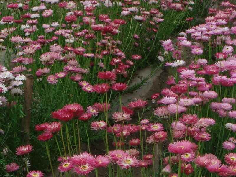 永生菊的花期长吗