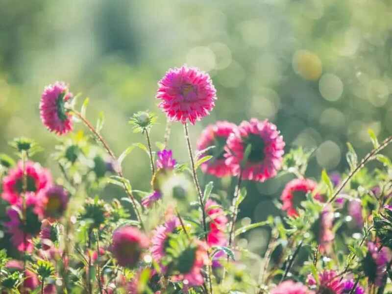 永生菊开花时如何养护，适合的肥料有哪些