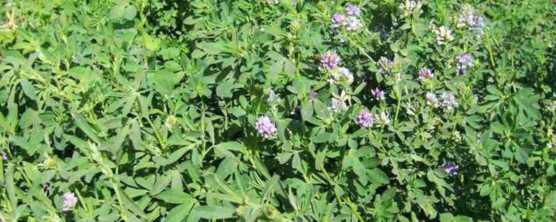 什么牧草适合河北种植