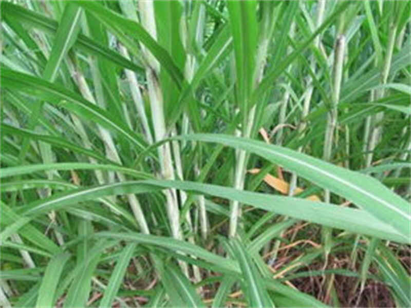象草是属于多年生大型草本植物吗？