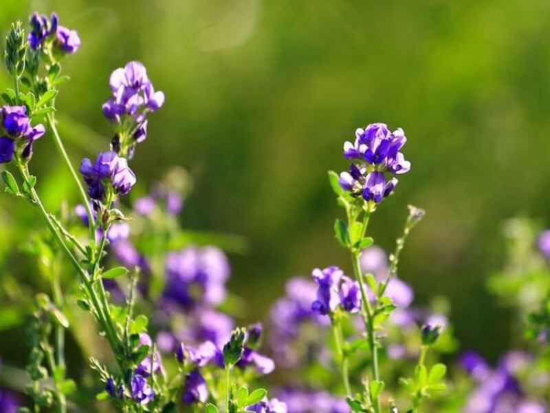 种植1亩地紫花苜蓿可以养几头牛喂牛一天用几斤呢