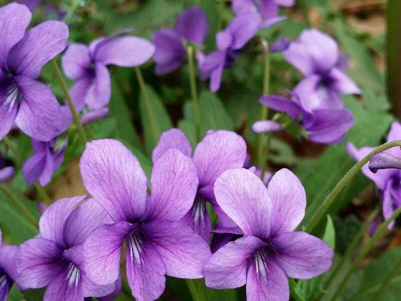 紫花地丁冬季可以开花吗，开花是什么颜色