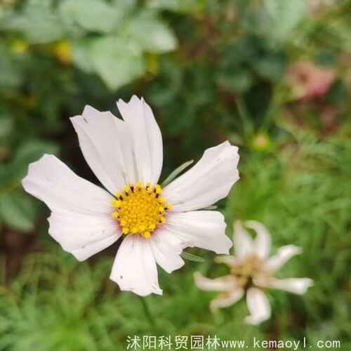 波斯菊种子什么时候种植合适好，播种方法？