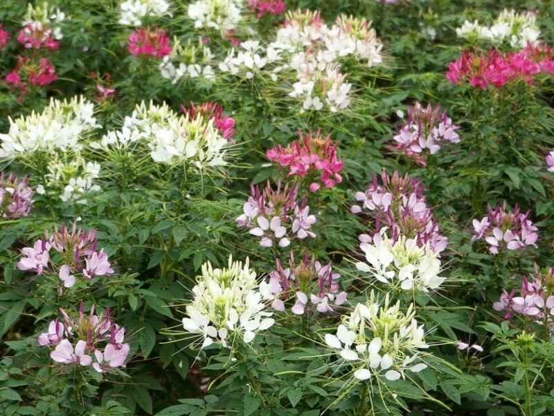 醉蝶花冬季可以种植吗，成活率高不高？