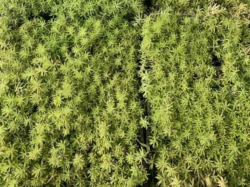 做屋顶绿化需要是什么类型的植物，如何做绿化