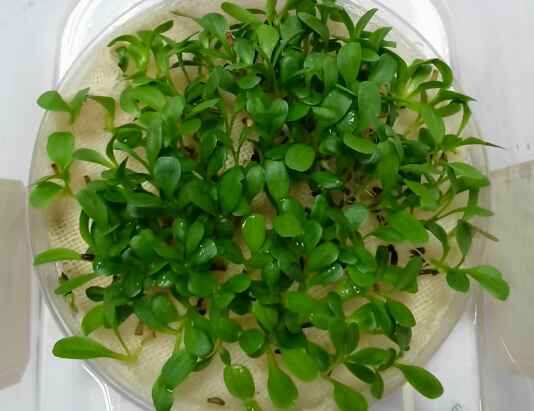 菊苣种植