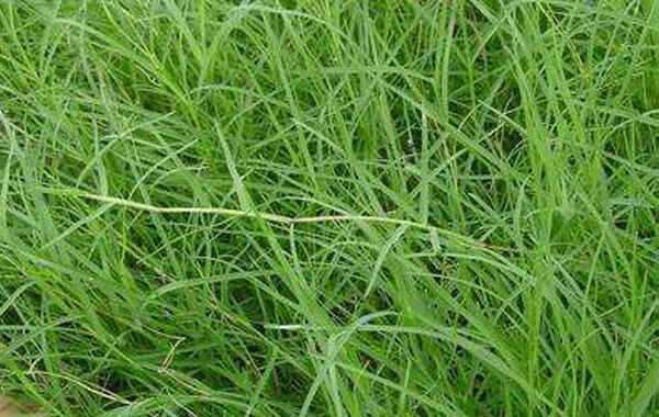 高羊茅草坪种植技术和管理知识