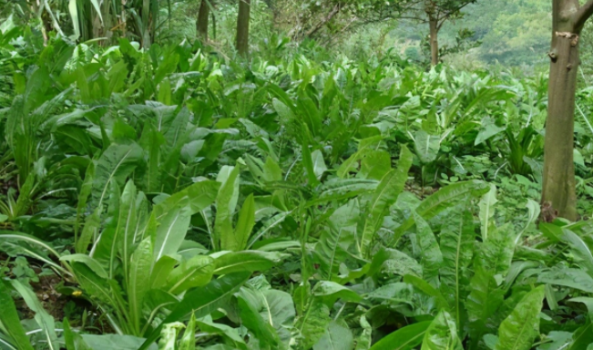鲁梅克斯牧草