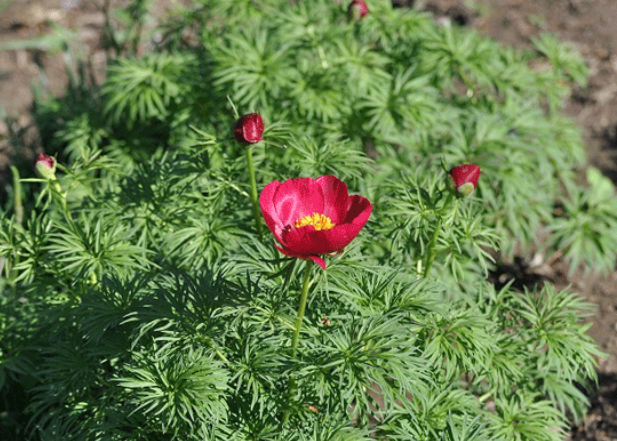 福寿花栽植方法