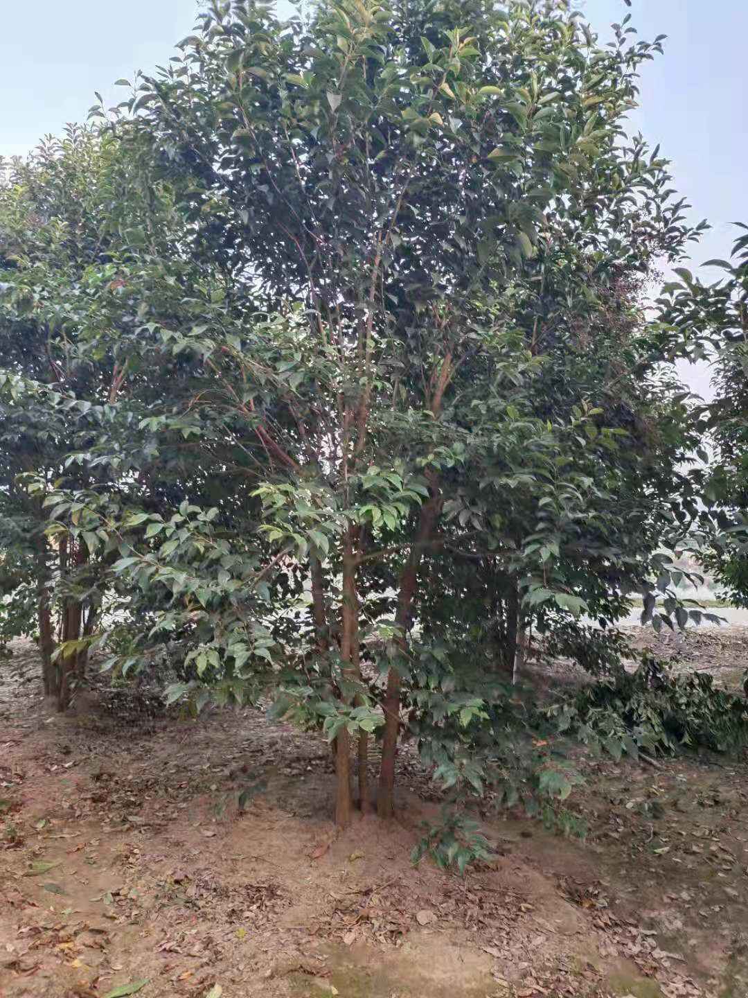 丛生大叶女贞图片欣赏