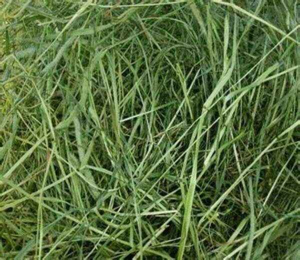 很高的观赏价值而且还是牧草 你知道它的名字吗？