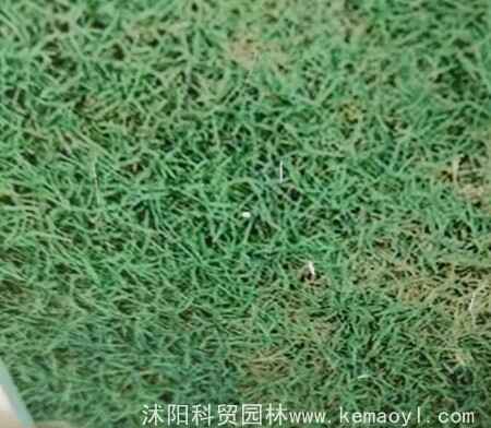 马尼拉草坪生病了怎么拯救