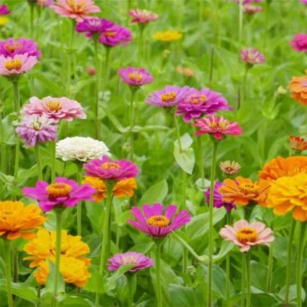 百日草花的特点是什么？花期是几月？