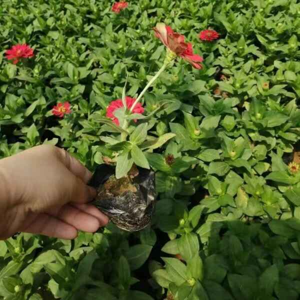 百日草花的型态和特征