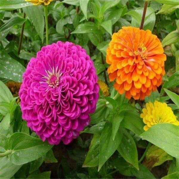 u=3595611981,2721437434&fm=199&app=68&f=JPEG.jpg u=3595611981,2721437434&fm=199&app=68&f=JPEG.jpg