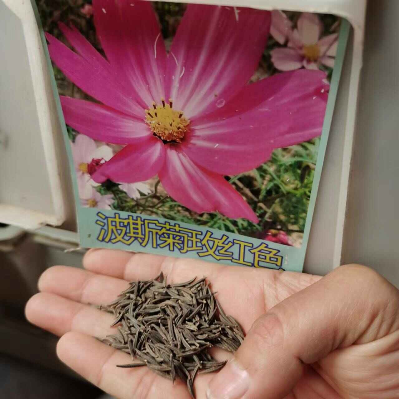 波斯菊种子哪里有卖  什么平台购买靠谱些