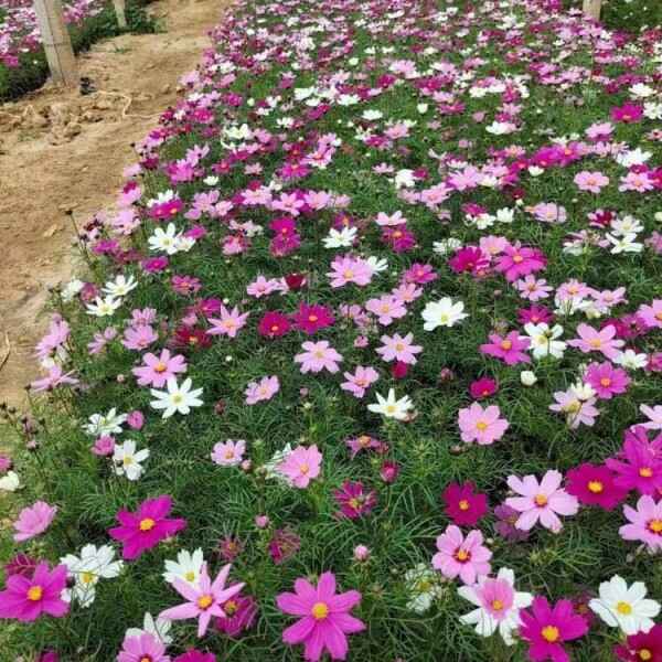 波斯菊已经倒伏地上怎么处理