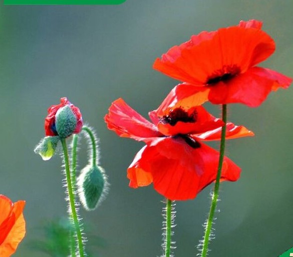 u=707265464,3150021923&fm=199&app=68&f=JPEG.jpg