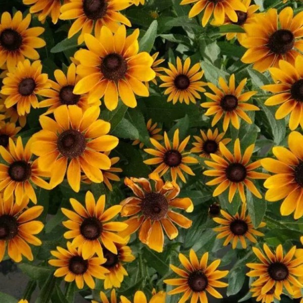 u=581501499,2580619398&fm=199&app=68&f=JPEG (1).jpg
