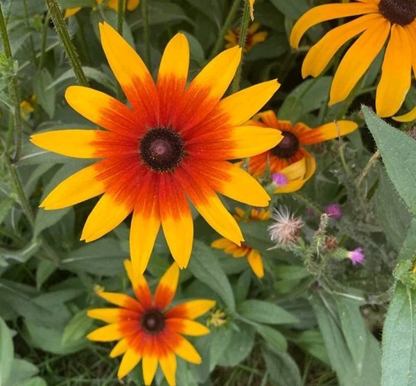 u=3380482139,4097276838&fm=199&app=68&f=JPEG.jpg