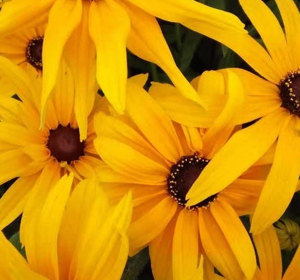 u=1457139638,337946845&fm=199&app=68&f=JPEG.jpg