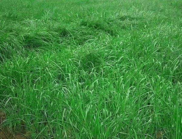 冬牧70黑麦草一年能种几次