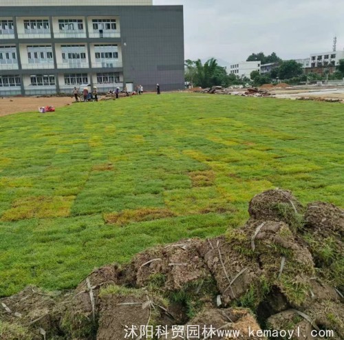 铺新草皮要怎么养护