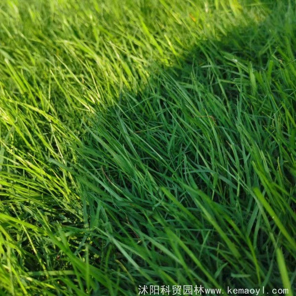 黑麦草和百慕大混播相对哪个籽要多撒点