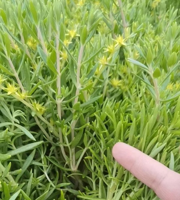 微信图片_20230925175957.jpg 微信图片_20230925175957.jpg