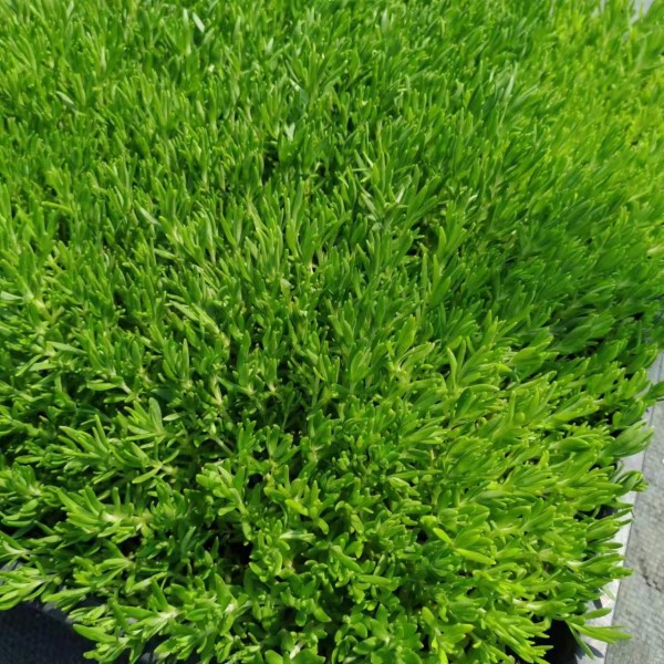 青叶佛甲草在江西赣州可以过冬吗