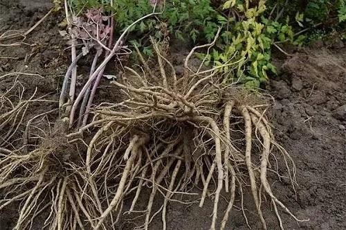当归股枝易断折怎样解决？
