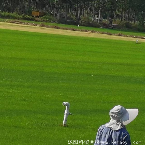 矮生百慕大混播黑麦草的做法