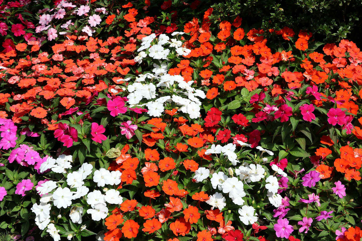 超过 100 张关于“凤仙花”和“自然”的免费图片 - Pixabay